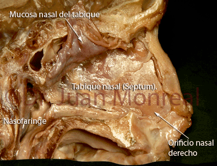 Anatomia interna de la nariz, tabique y cornetes