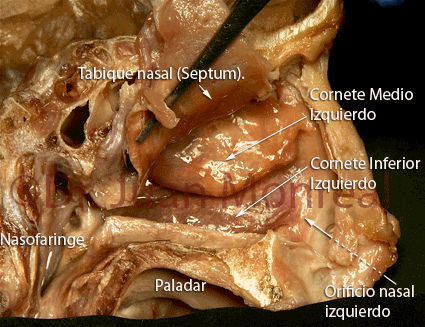 Anatomia interna de la nariz, tabique y cornetes