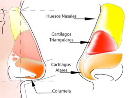 Modificaciones habituales de la nariz durante una rinoplastia