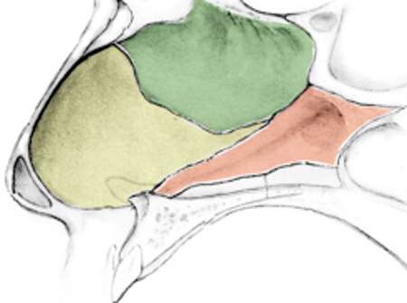 Un poco de anatomia de la nariz - Dr. Juan Monreal