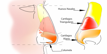Porción nasal externa