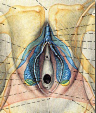 Cirugía Estética Genital en la Mujer