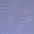 Vídeos instructivos sobre células madre