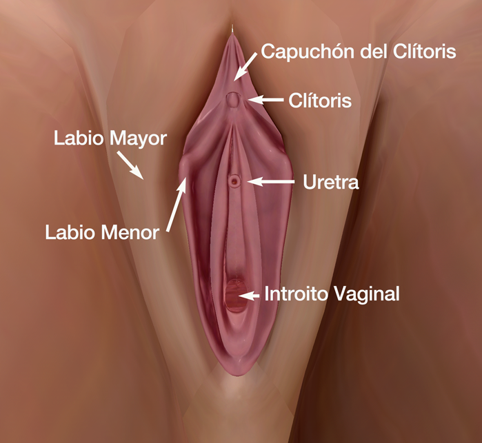 Esquema genital externo femenino. Dr. Juan Monreal