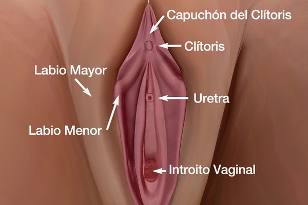 Tratamiento Cirugia Estetica Genital Femenina Dr. Juan Monreal