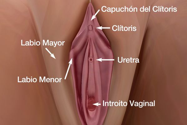 Información sobre su cirugía de vulva